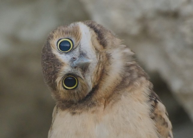 Burrowing Owl "Shoco"