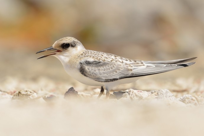 Least Tern