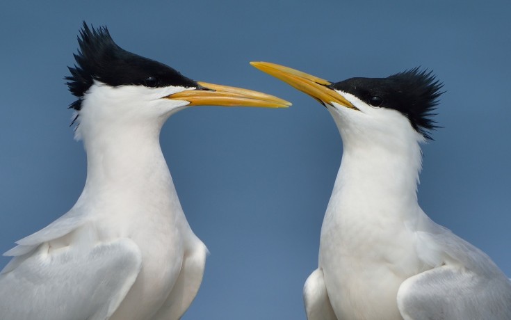 Cayenne Tern